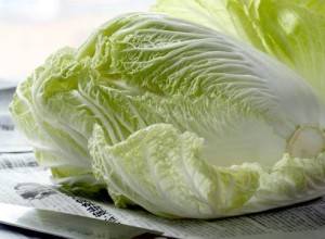 Chinese cabbage Bilko F1