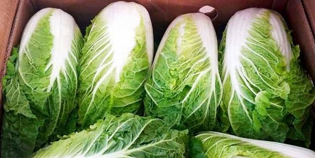 Chinese cabbage Bilko F1