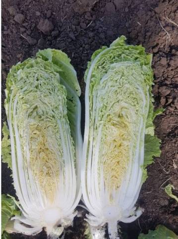 Chinese cabbage Bilko F1