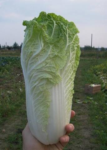 Chinese cabbage Bilko F1