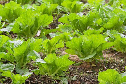 Chinese cabbage Bilko F1