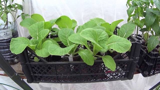 Chinese cabbage Bilko F1