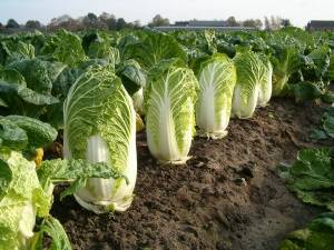 Chinese cabbage Bilko F1