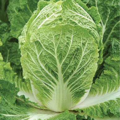 Chinese cabbage Bilko F1