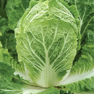 Chinese cabbage Bilko F1