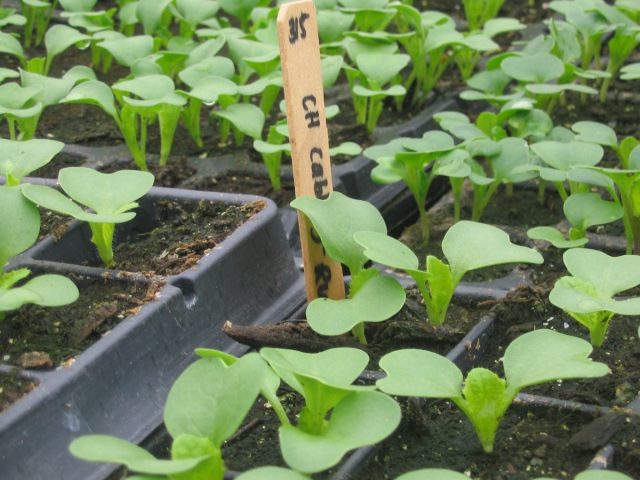 Chinese cabbage Cha-Cha: cultivation and care in the open field, description