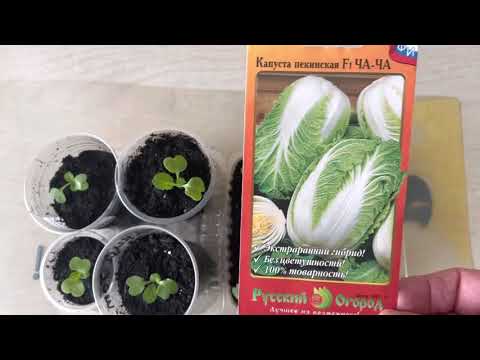 Chinese cabbage Cha-Cha: cultivation and care in the open field, description