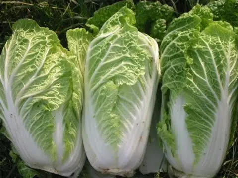 Chinese cabbage: health benefits and harms, chemical composition