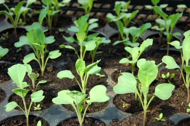 Chinese cabbage in a greenhouse: cultivation and care