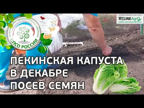 Chinese cabbage in a greenhouse: cultivation and care