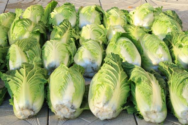 Chinese cabbage in a greenhouse: cultivation and care