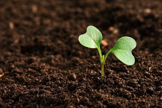 Chinese cabbage in a greenhouse: cultivation and care