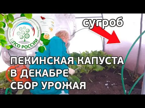 Chinese cabbage in a greenhouse: cultivation and care