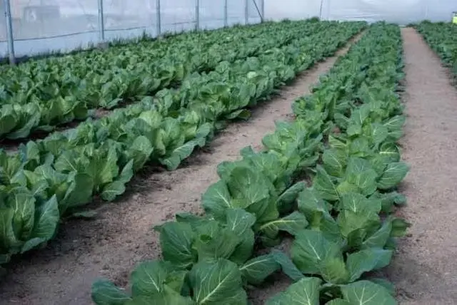 Chinese cabbage in a greenhouse: cultivation and care