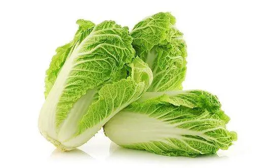 Chinese cabbage in a greenhouse: cultivation and care