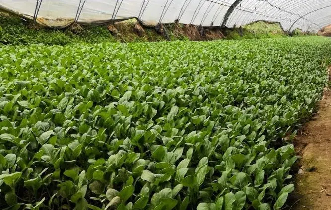 Chinese cabbage in a greenhouse: cultivation and care