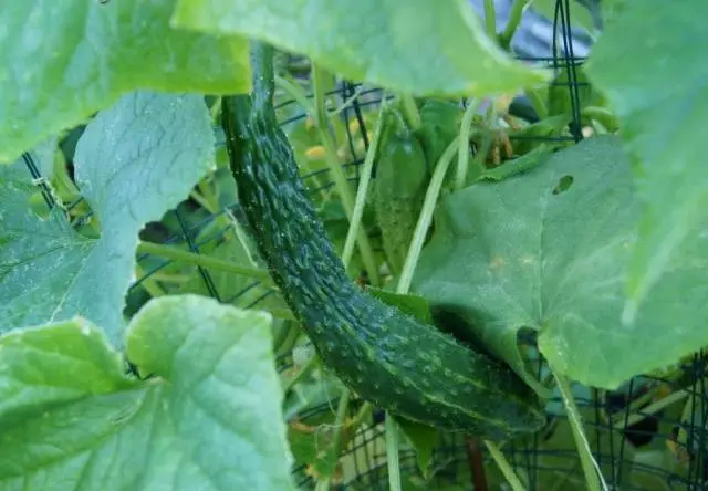 Chinese cucumbers for open ground