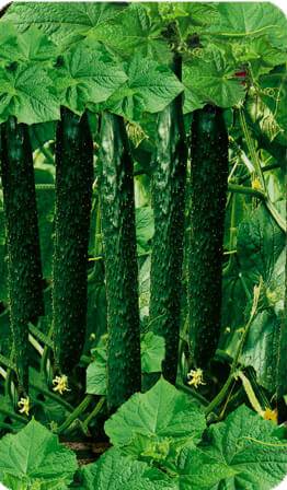 Chinese cucumbers for open ground