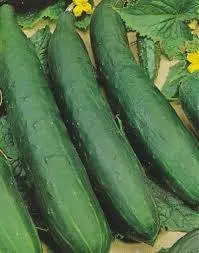 Chinese cucumbers for open ground