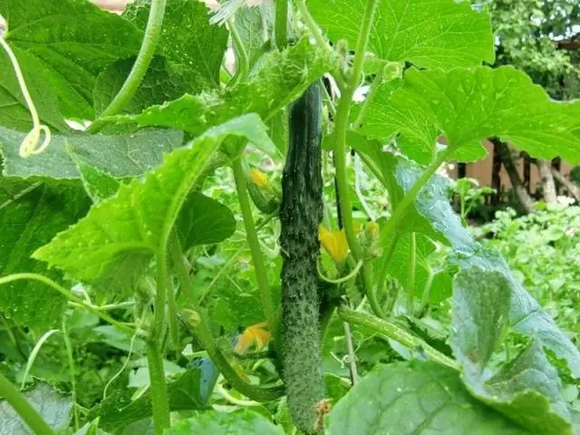 Chinese cucumbers for open ground