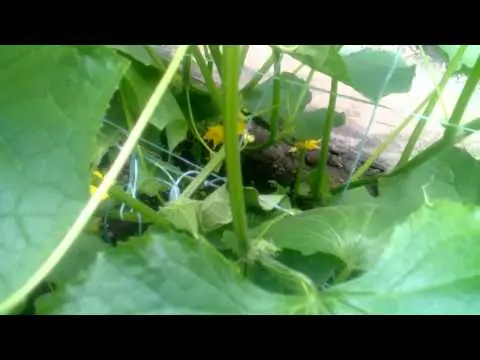 Chinese cucumbers for open ground