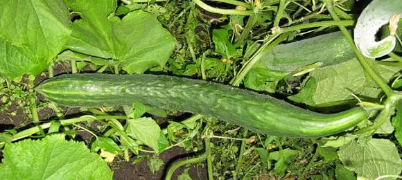 Chinese cucumbers for open ground