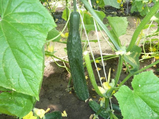 Chinese cucumbers for open ground