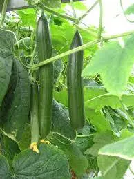 Chinese cucumbers for open ground