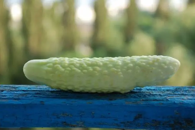 Chinese cucumbers for open ground