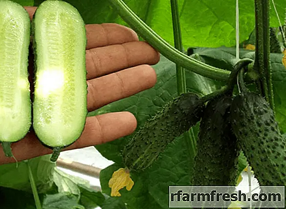 Chinese cucumbers for open ground