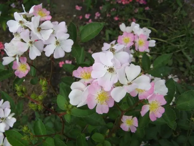 Chinese garden rose