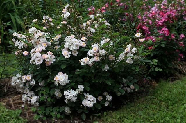 Chinese garden rose