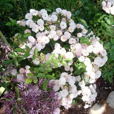 Chinese garden rose