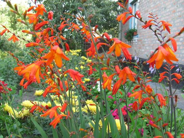 Chinese gladiolus: photo, planting and care