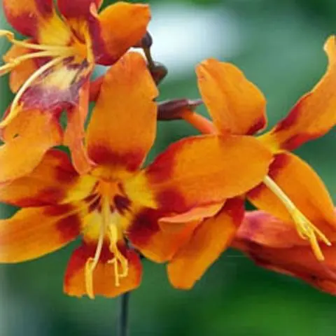 Chinese gladiolus: photo, planting and care