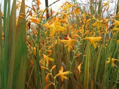 Chinese gladiolus: photo, planting and care