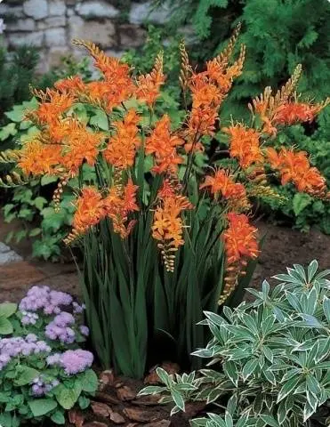 Chinese gladiolus: photo, planting and care