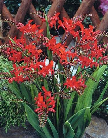 Chinese gladiolus: photo, planting and care