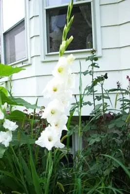 Chinese gladiolus: photo, planting and care