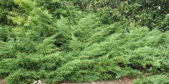 Chinese juniper: Spartan, Variegata, Blauv, Blue Hevan