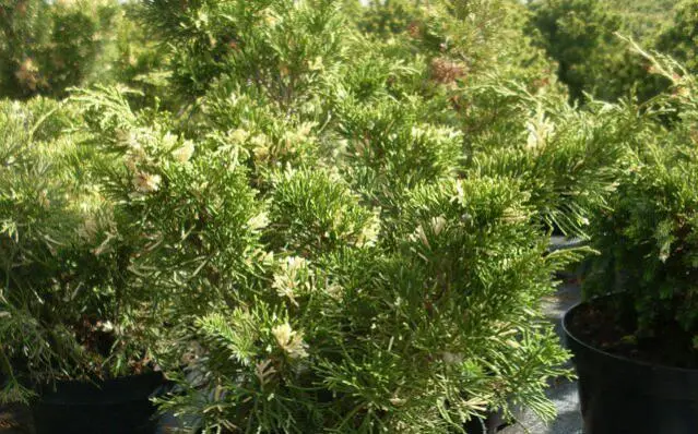 Chinese juniper: Spartan, Variegata, Blauv, Blue Hevan