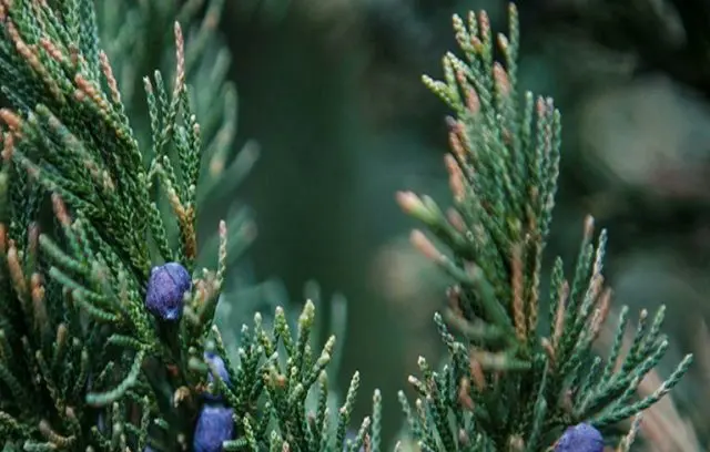 Chinese juniper: Spartan, Variegata, Blauv, Blue Hevan