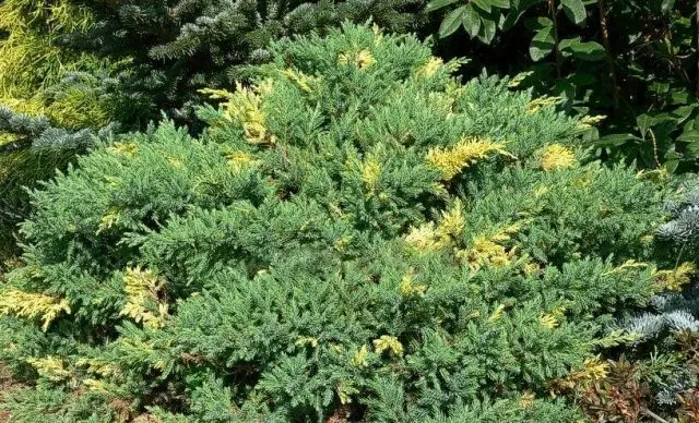 Chinese juniper: Spartan, Variegata, Blauv, Blue Hevan