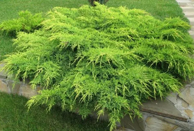 Chinese juniper: Spartan, Variegata, Blauv, Blue Hevan