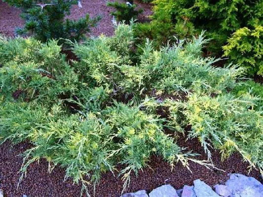 Chinese juniper: Spartan, Variegata, Blauv, Blue Hevan