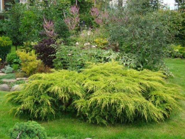 Chinese juniper: Spartan, Variegata, Blauv, Blue Hevan