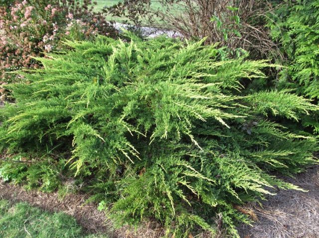 Chinese juniper: Spartan, Variegata, Blauv, Blue Hevan