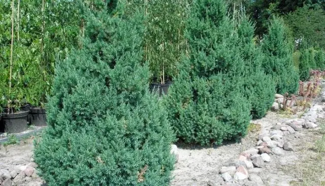 Chinese juniper: Spartan, Variegata, Blauv, Blue Hevan