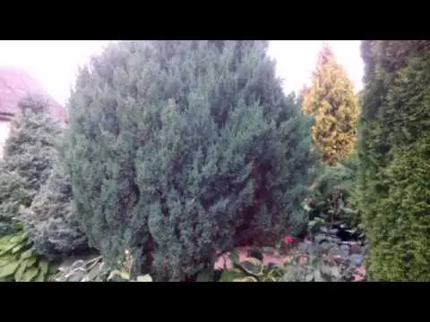 Chinese juniper: Spartan, Variegata, Blauv, Blue Hevan