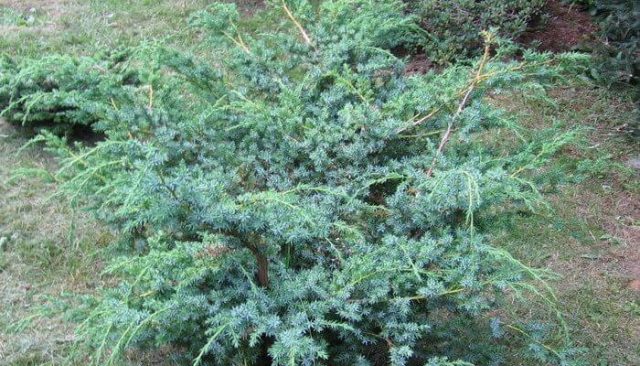 Chinese juniper: Spartan, Variegata, Blauv, Blue Hevan